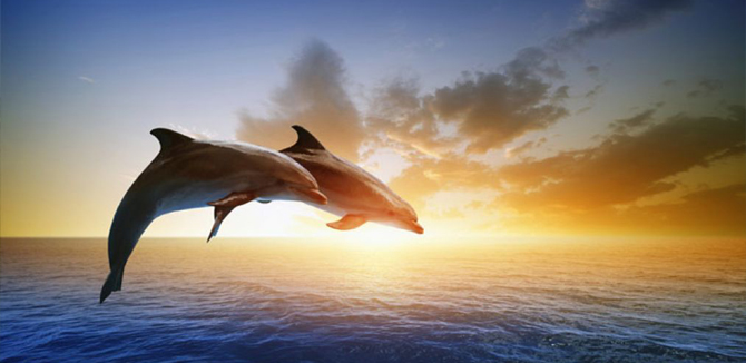 4D3N Bali Dolphin
