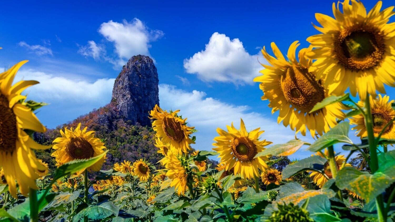 4D3N Blooming Bangkok & Lopburi Sunflower - Group Departure
