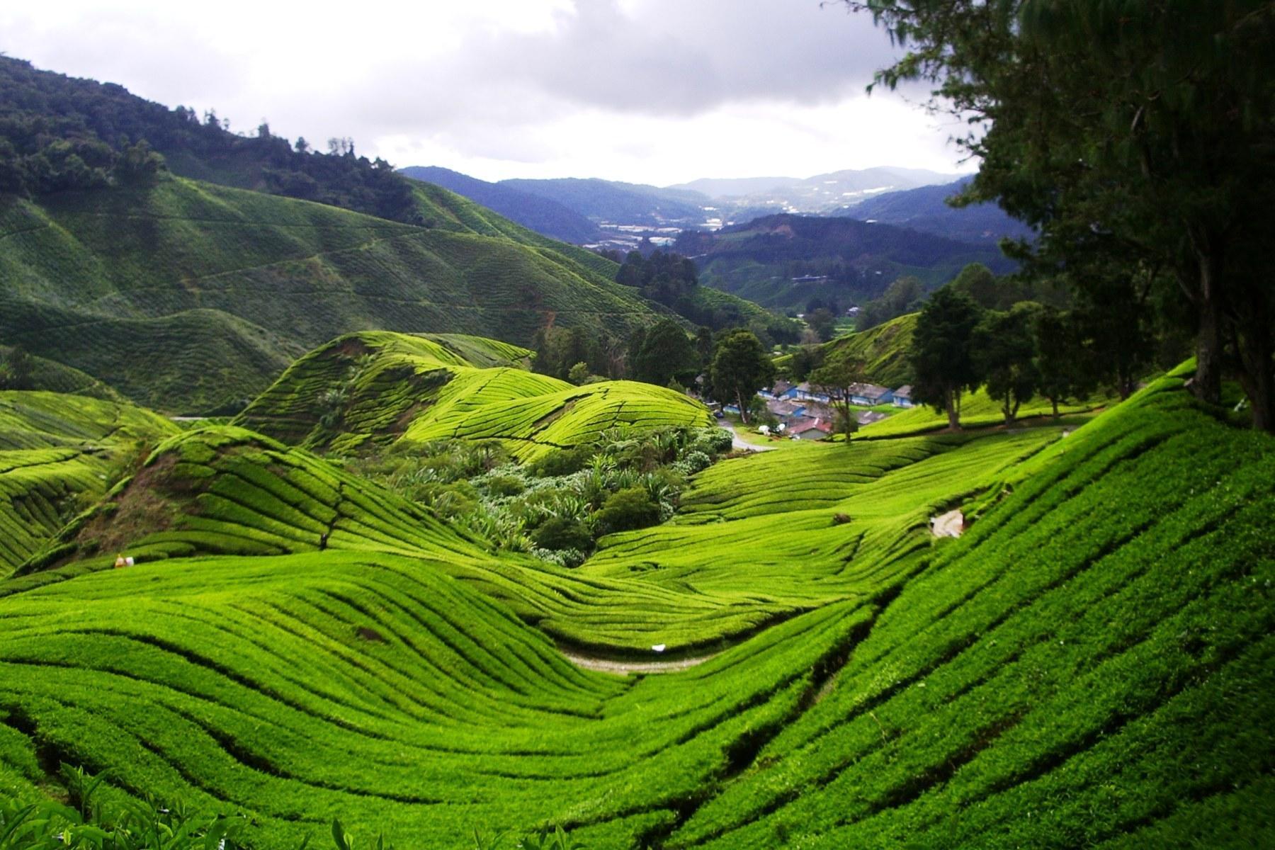 2D1N CAMERON HIGHLAND